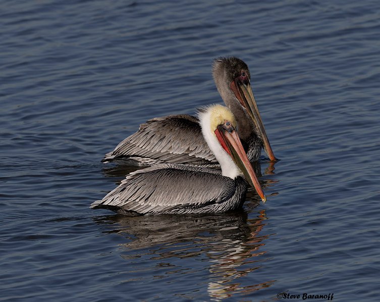 _B223416 brown pelicans.jpg